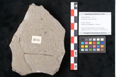 Foto (Objekt + Etikett) von Cystoseira communis Unger (NHMW-GEO-2024-0188-6636)